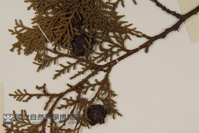 側柏藏品圖，第3張