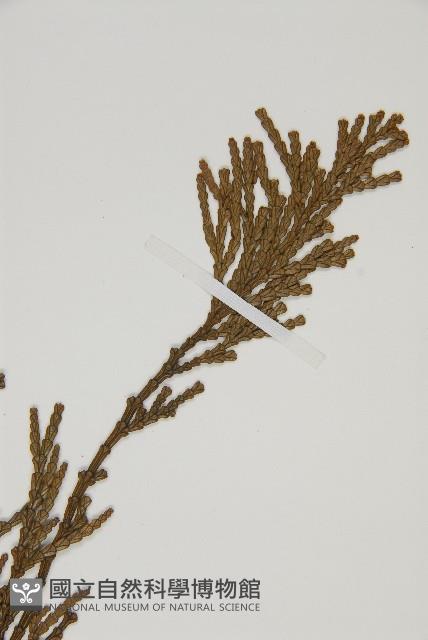 台灣肖楠藏品圖，第3張