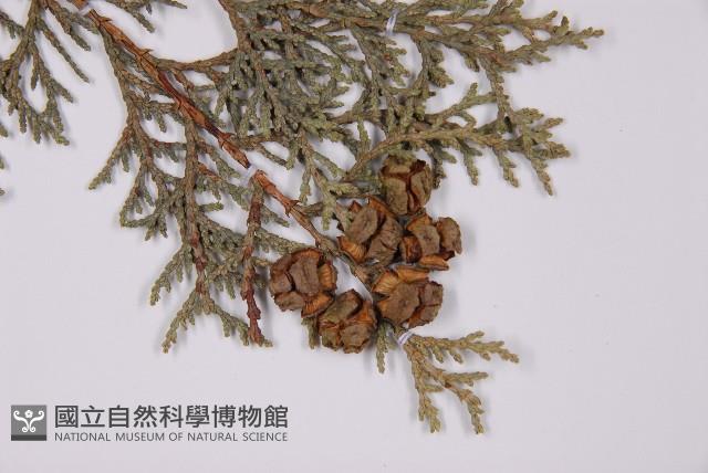 臺灣扁柏藏品圖，第3張