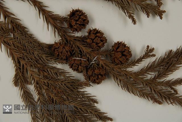 柳杉藏品圖，第3張