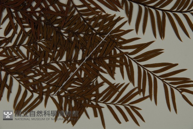 雲南紅豆杉藏品圖，第3張