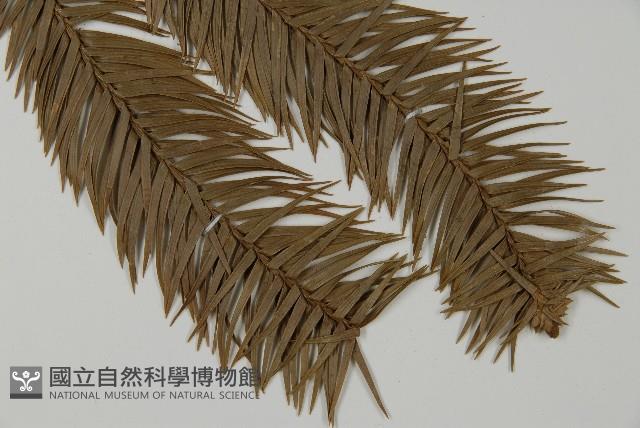 巒大杉、香杉藏品圖，第3張