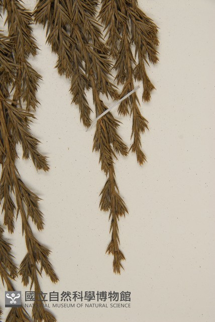 檜柏藏品圖，第3張
