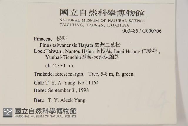 臺灣二葉松藏品圖，第2張