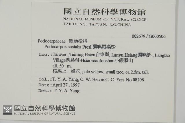 蘭嶼羅漢松藏品圖，第5張