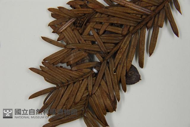 日本粗榧藏品圖，第3張