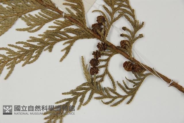 日本花柏藏品圖，第3張