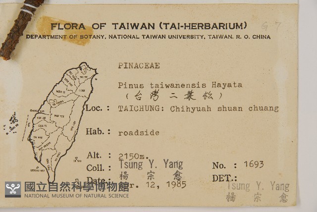 臺灣二葉松藏品圖，第2張