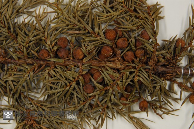 刺柏藏品圖，第3張