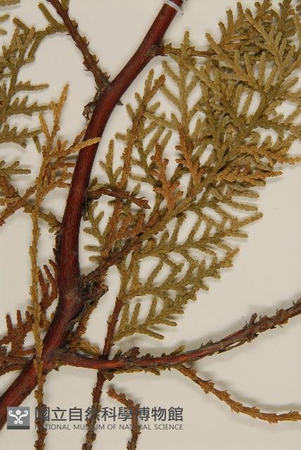 側柏藏品圖，第3張