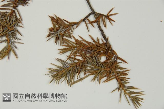 刺柏藏品圖，第3張