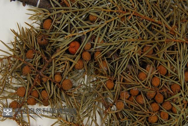 刺柏藏品圖，第3張