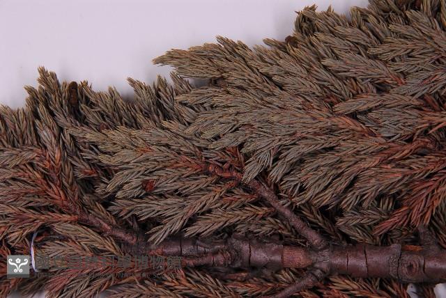 香青藏品圖，第3張