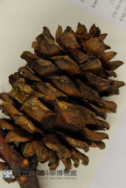 台灣果松藏品圖，第3張