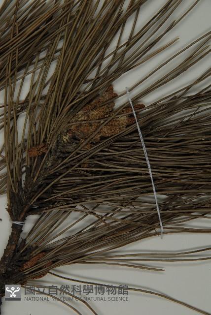 黑松藏品圖，第3張