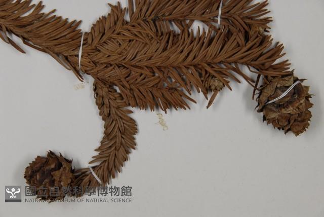 香杉、台灣杉木藏品圖，第3張