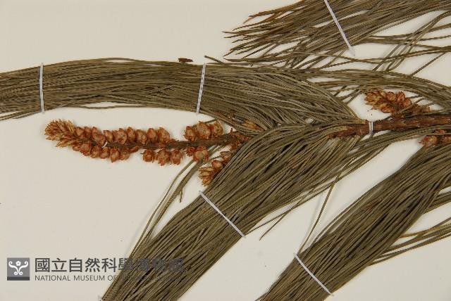 華山松藏品圖，第3張