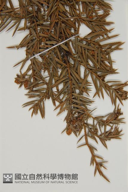 刺柏藏品圖，第3張