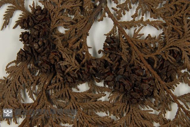 紅檜藏品圖，第3張