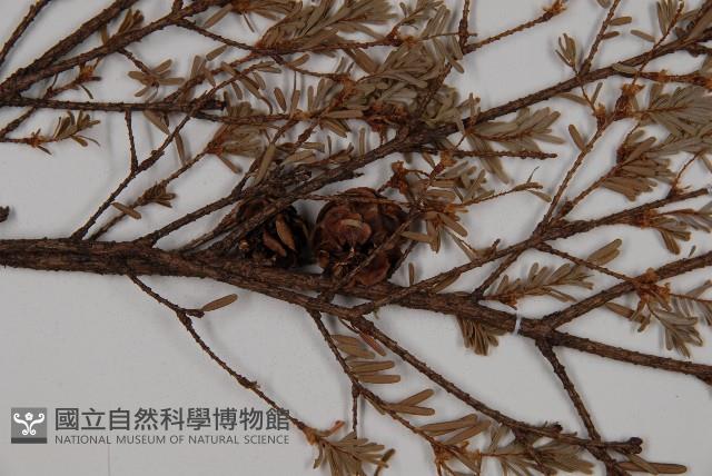 臺灣鐵杉藏品圖，第3張