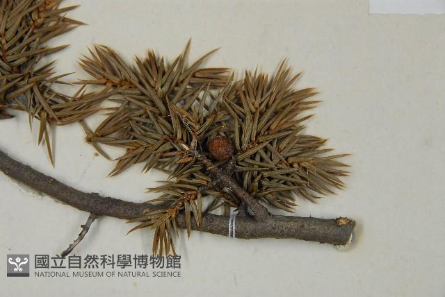 刺柏藏品圖，第3張