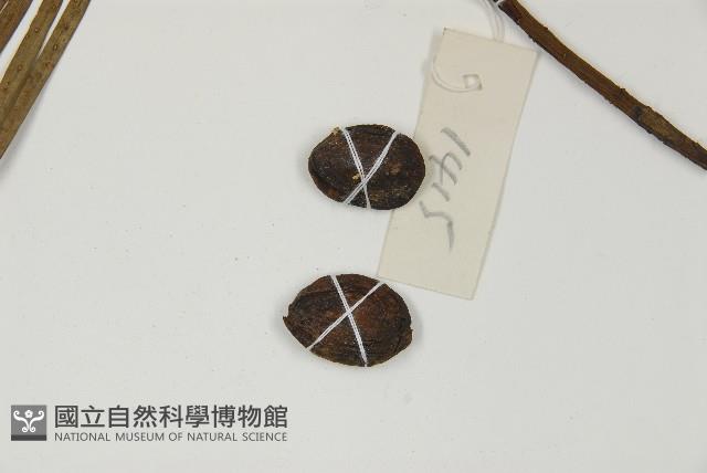 三尖杉藏品圖，第3張