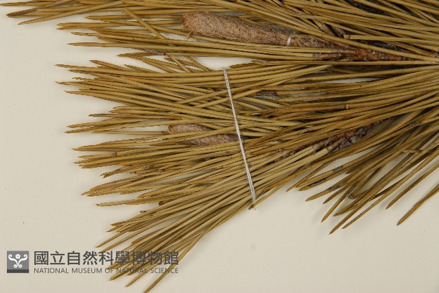 登錄號:G000882藏品圖，第3張