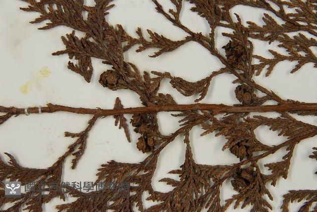 紅檜藏品圖，第3張