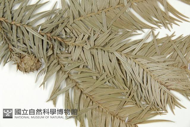 巒大杉、香杉藏品圖，第3張