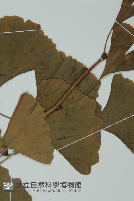 銀杏藏品圖，第3張