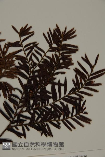 臺灣紅豆杉、紫杉、南方紅豆杉藏品圖，第3張