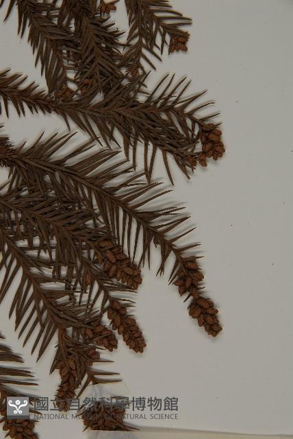 柳杉藏品圖，第3張