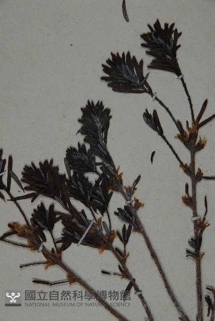 臺灣鐵杉藏品圖，第3張