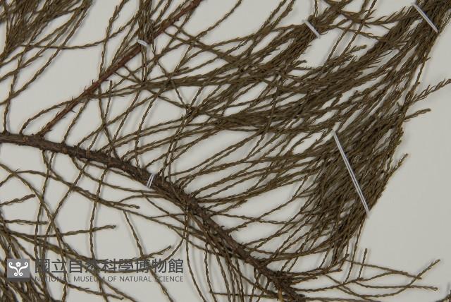 池杉藏品圖，第3張