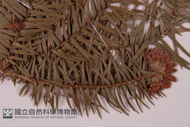 杉木藏品圖，第3張