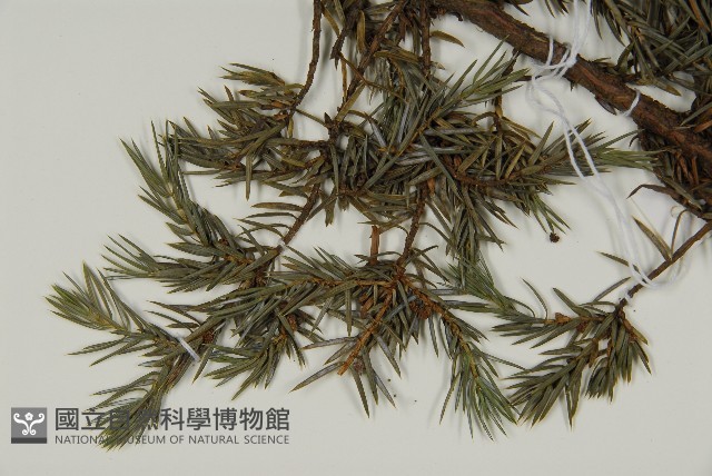 刺柏藏品圖，第3張