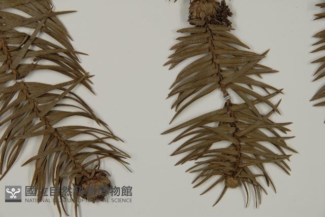 杉木藏品圖，第3張