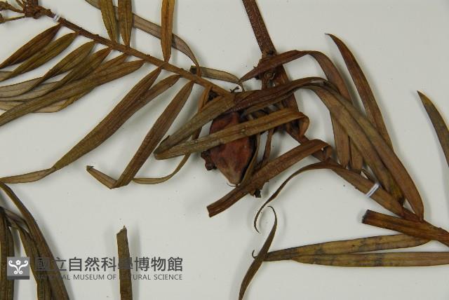 三尖杉藏品圖，第3張