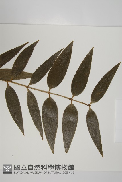 菲律賓貝殼杉藏品圖，第3張
