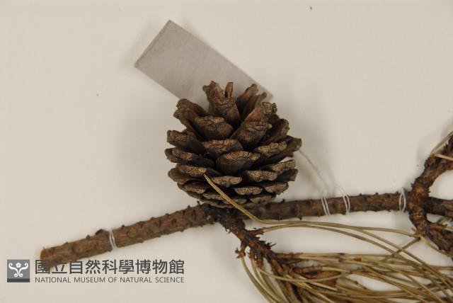 油松藏品圖，第3張