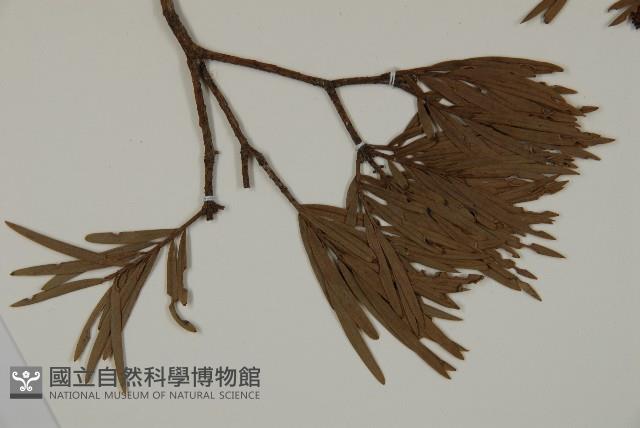 登錄號:G000992藏品圖，第3張