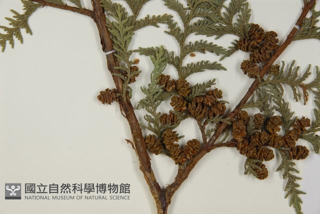 紅檜藏品圖，第3張