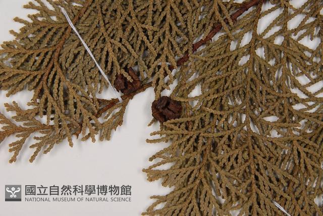 臺灣扁柏藏品圖，第3張