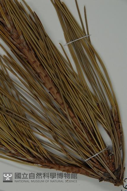 Black pine Collection Image, Figure 3, Total 4 Figures