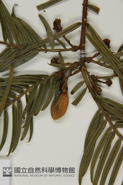 臺灣粗榧、台灣三尖杉藏品圖，第3張