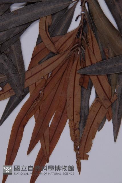 桃實百日青藏品圖，第3張