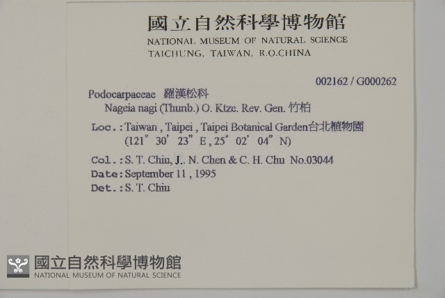 竹柏藏品圖，第2張