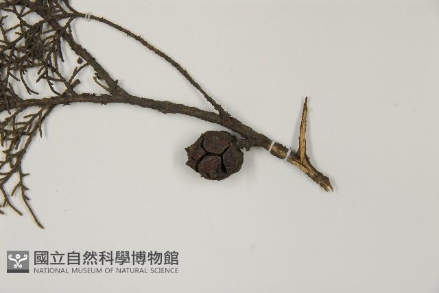 登錄號:G000562藏品圖，第3張