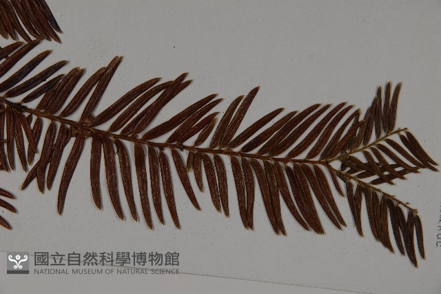 雲南紅豆杉藏品圖，第3張