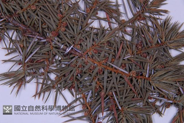 Formosan juniper Collection Image, Figure 3, Total 5 Figures